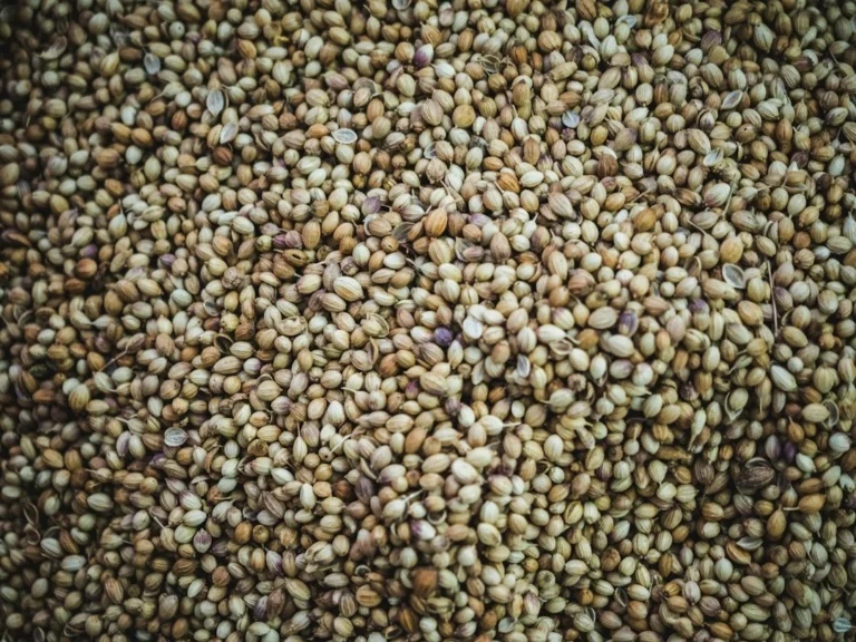 Quinoa bioester ve cilt proteomik yaşlanması araştırması