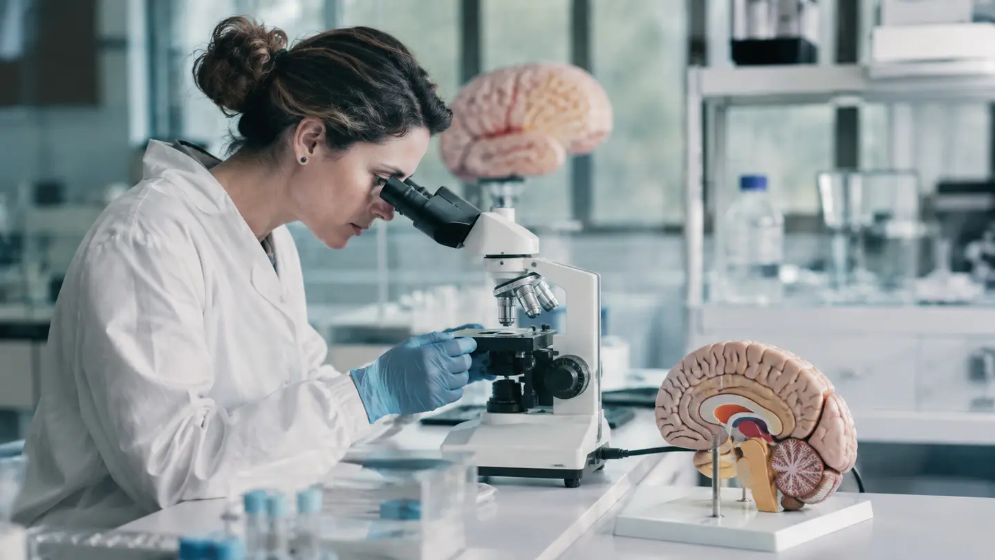 Mikroskopla çalışan araştırmacı ve anatomik beyin modeli; Alzheimer araştırmaları için temsili görsel