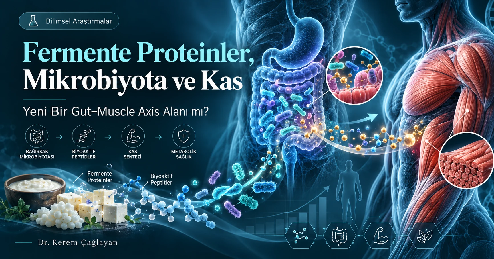 Fermente proteinler, bağırsak mikrobiyotası ve kas ekseni araştırması